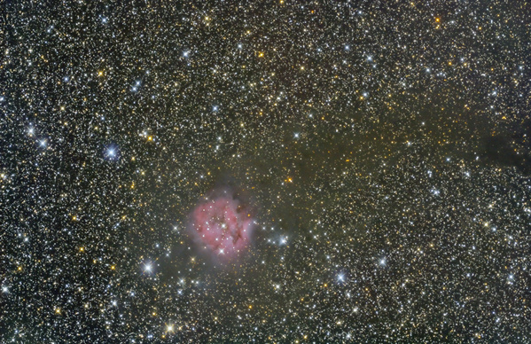 IC5146, Cocon-Nebel
Eigentlich wollte ich eine richtig tiefe Aufnahme vom Coconnebel machen. Leider sind aber dermaßen viele helle Sterne in dieser Gegend, dass die Dunkelwolken gar nicht so zur Geltung kommen.
Schlüsselwörter: IC5146, Cocon-Nebel
