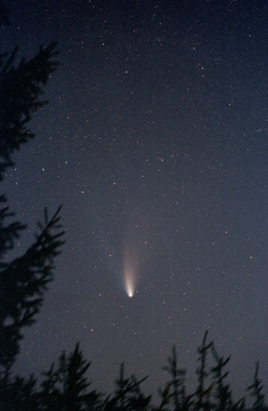 Komet Hale-Bopp am 13.03.1997.
Der Komet geht in der Dämmerung hinter Fichten am Horizont auf.
